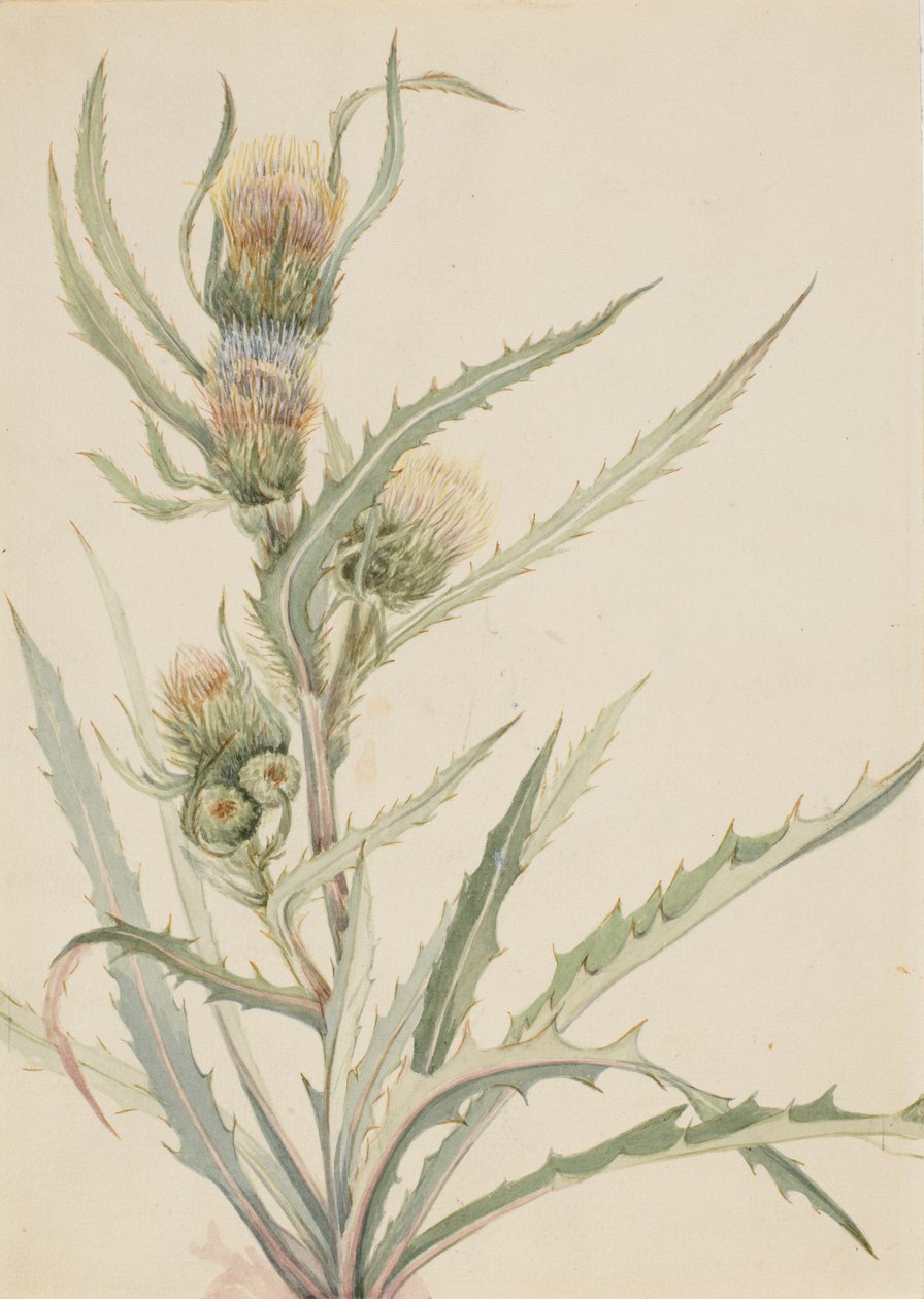 Chardon blanc (Cirsium hookeranum) - Mary Vaux Walcott
