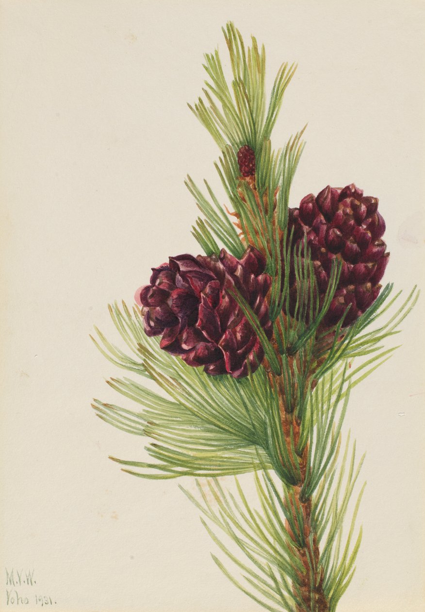 Pin à écorce blanche (Pinus albicaulis) - Mary Vaux Walcott