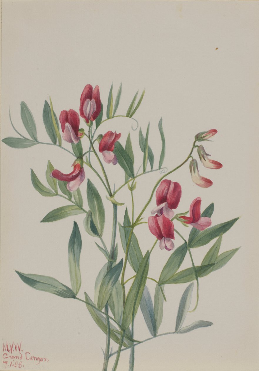 Pois sauvage Lathyrus decaphyllus - Mary Vaux Walcott