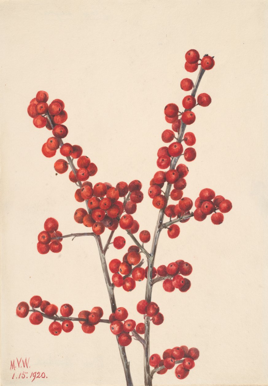 Winterberry Ilex verticillata, 1920 - Mary Vaux Walcott