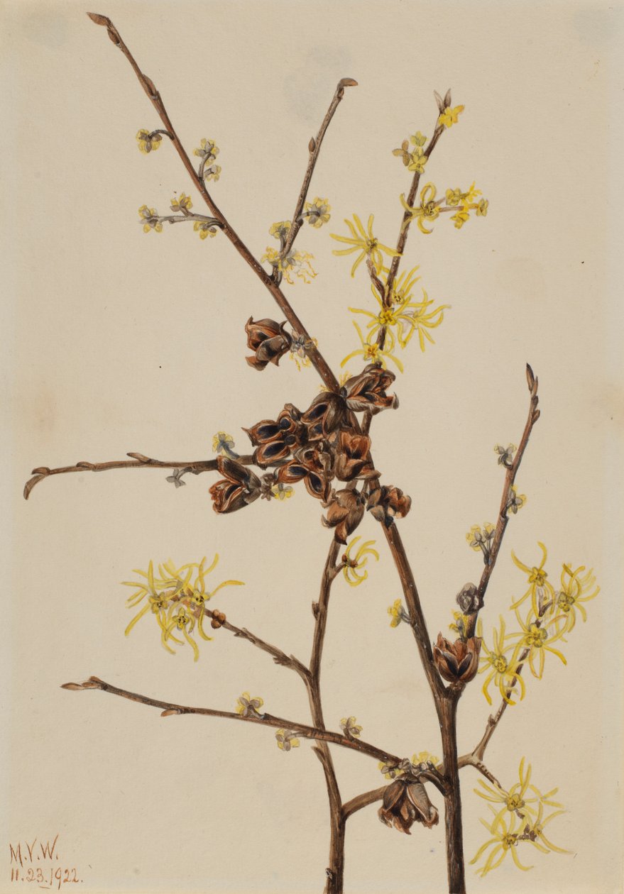 Hamamélis (Hamamelis virginiana) - Mary Vaux Walcott