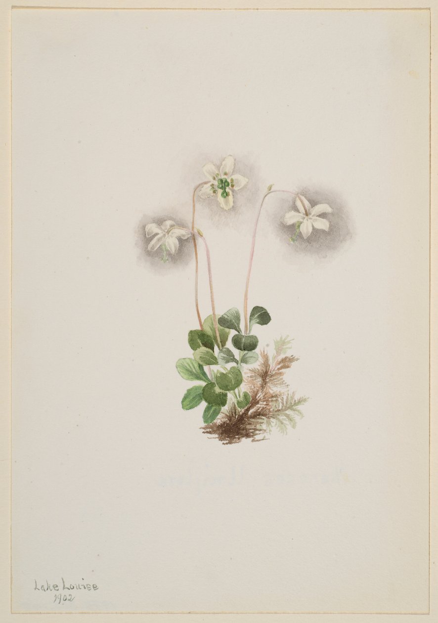 Monésie des bois (Moneses uniflora) - Mary Vaux Walcott