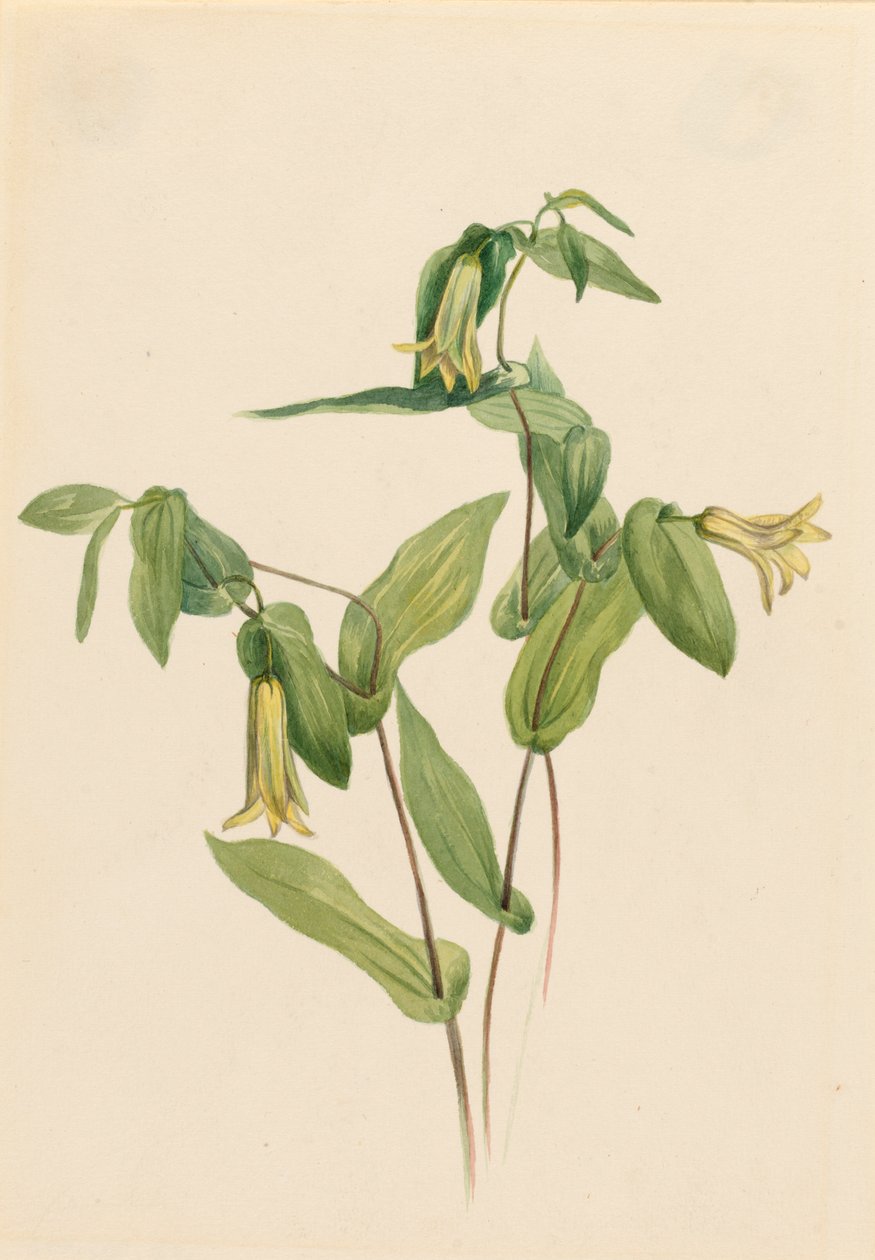 Clochettes de bois Uvularia perfoliata, n.d. - Mary Vaux Walcott