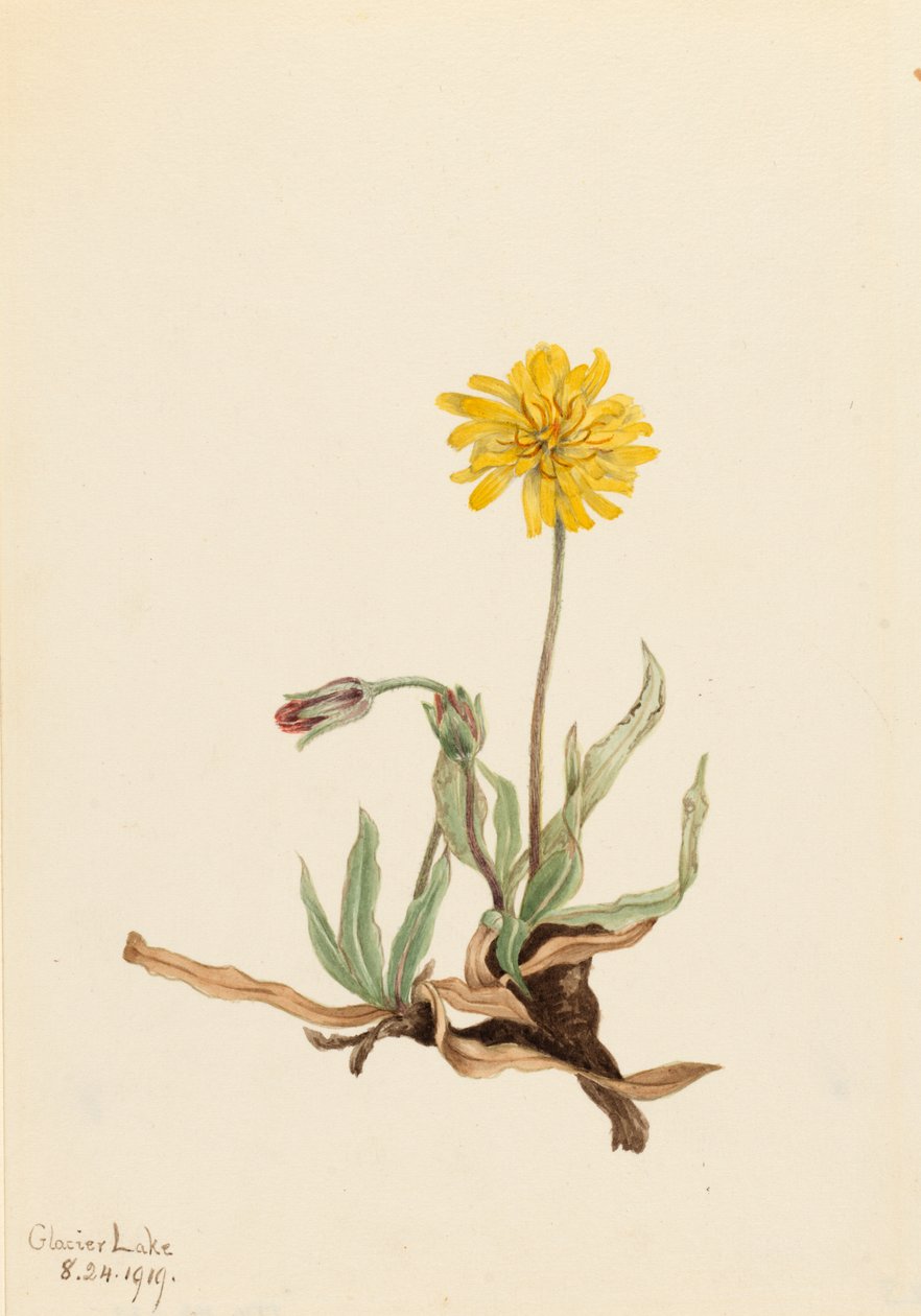 Agoseris laineuse, 1919 - Mary Vaux Walcott
