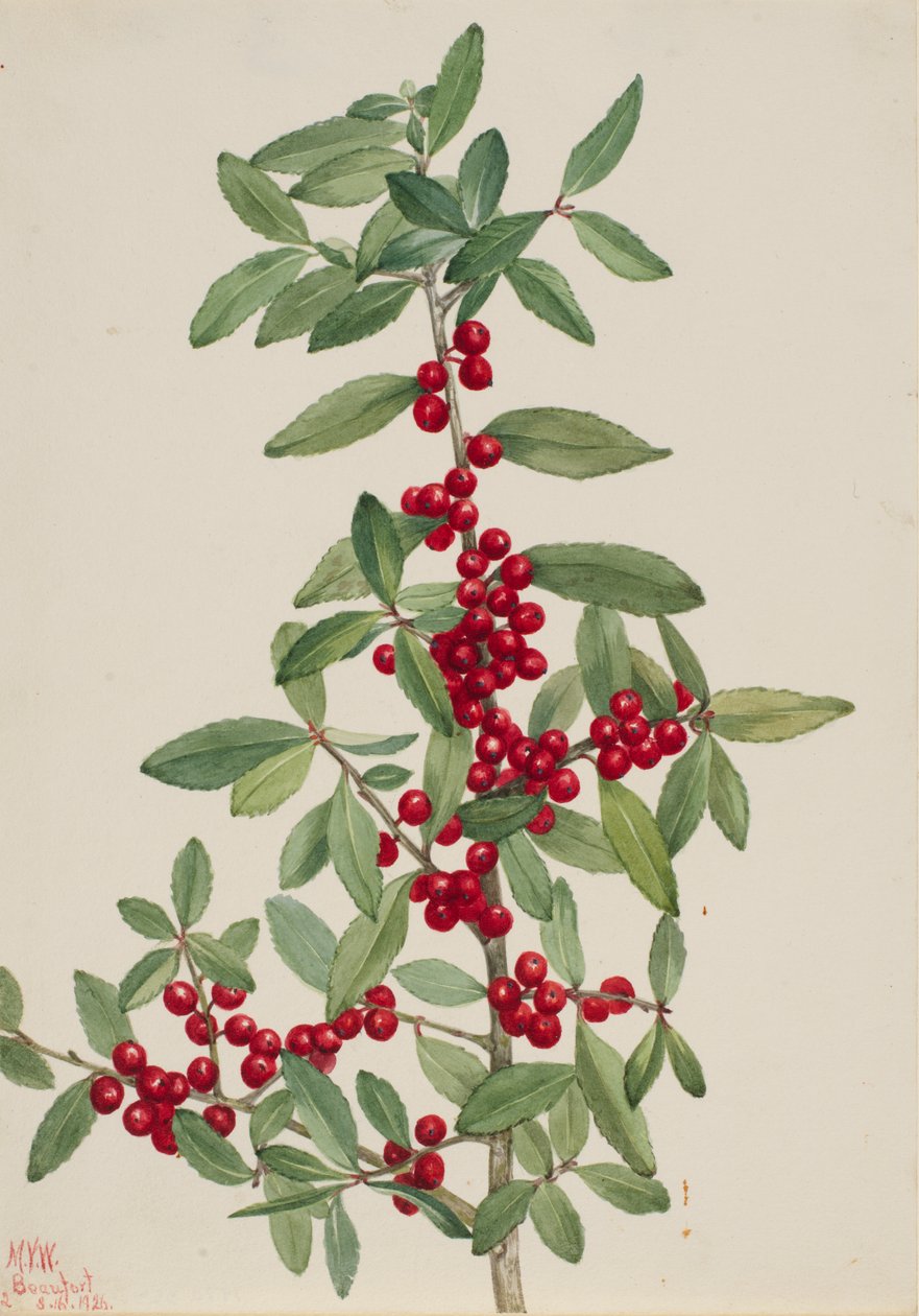 Yaupon (Ilex vomitoria) - Mary Vaux Walcott