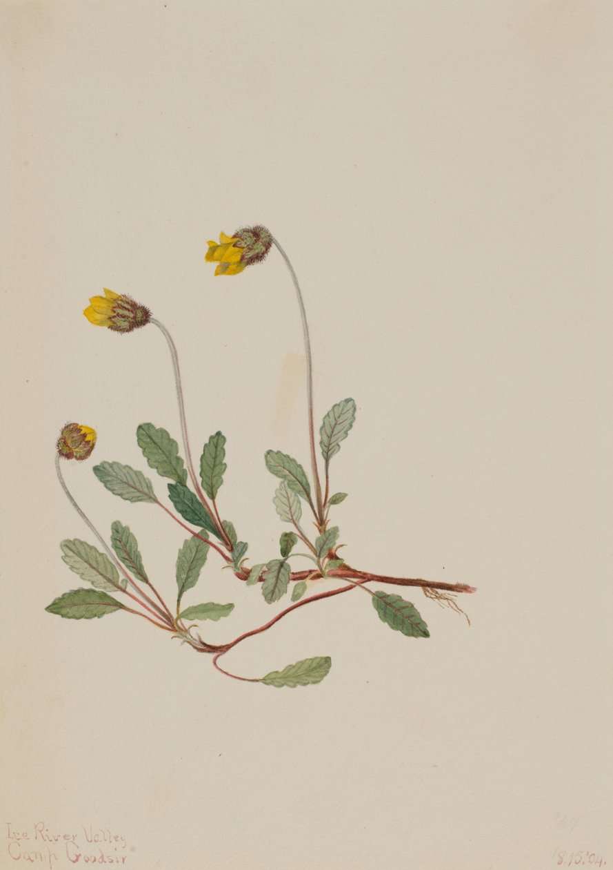 Dryade jaune Dryas drummondii - Mary Vaux Walcott
