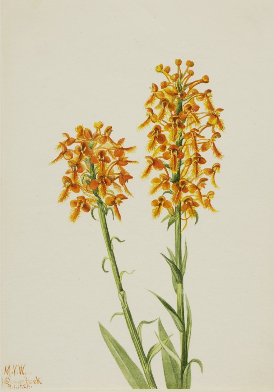 Orchidée à frange jaune (Habenaria ciliaris) - Mary Vaux Walcott