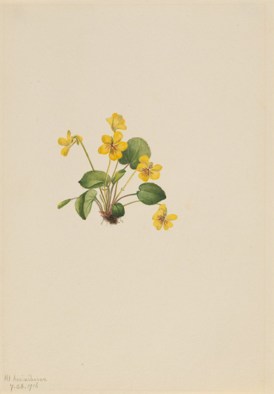 Violette jaune - Mary Vaux Walcott