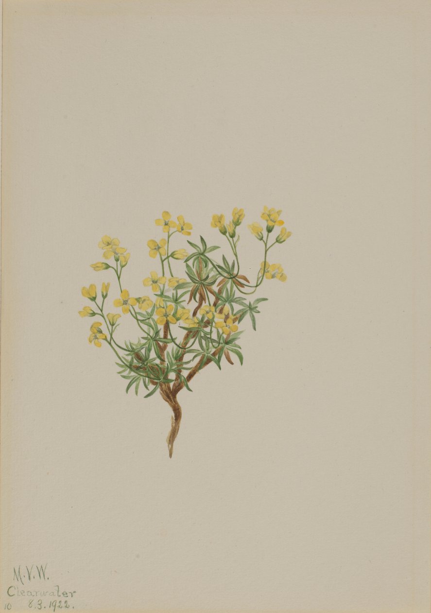 Saule jaune - Mary Vaux Walcott
