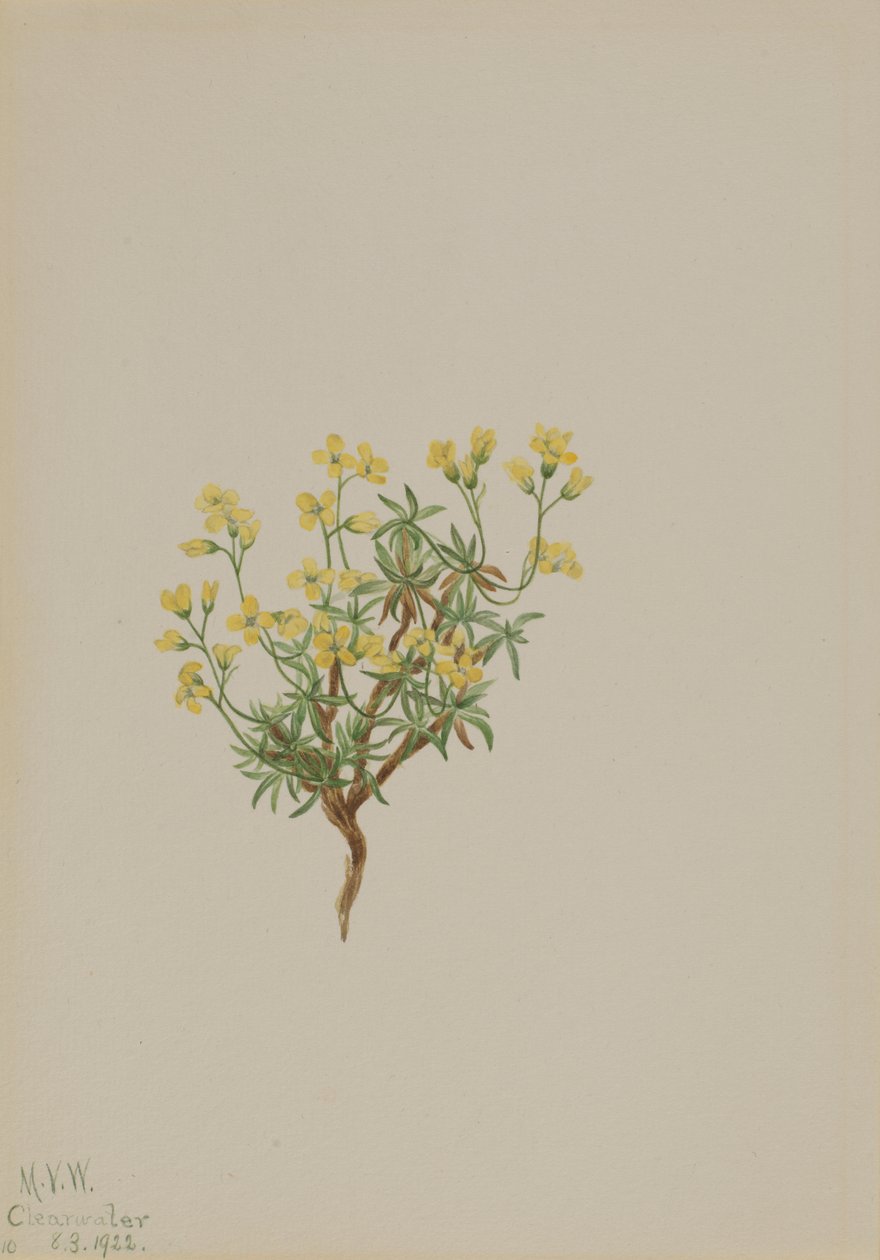 Herbe de saule jaune, 1922 - Mary Vaux Walcott