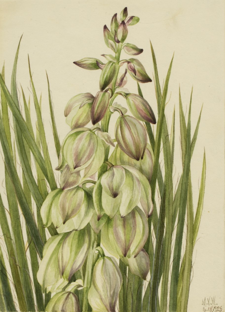Yucca, 1928 - Mary Vaux Walcott
