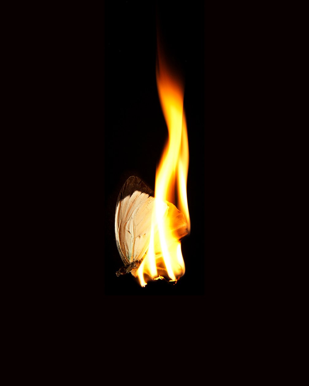 Burning Butterfly 11, 2013 (Lambda print) - Mat Collishaw