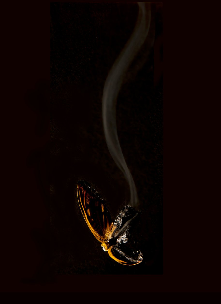 Burning Butterfly 15, 2013 (Lambda print) - Mat Collishaw