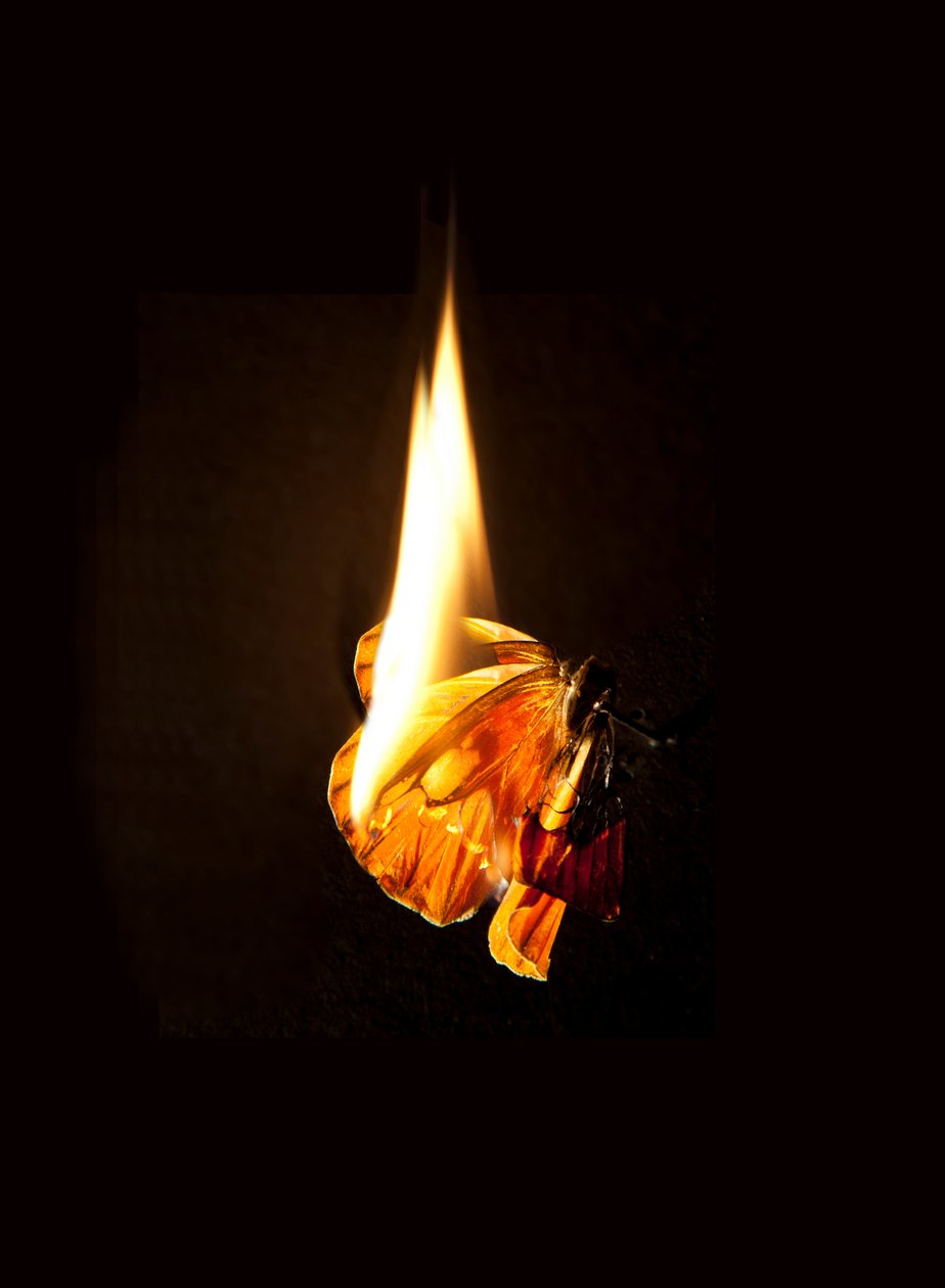 Burning Butterfly 17, 2013 (Lambda print) - Mat Collishaw