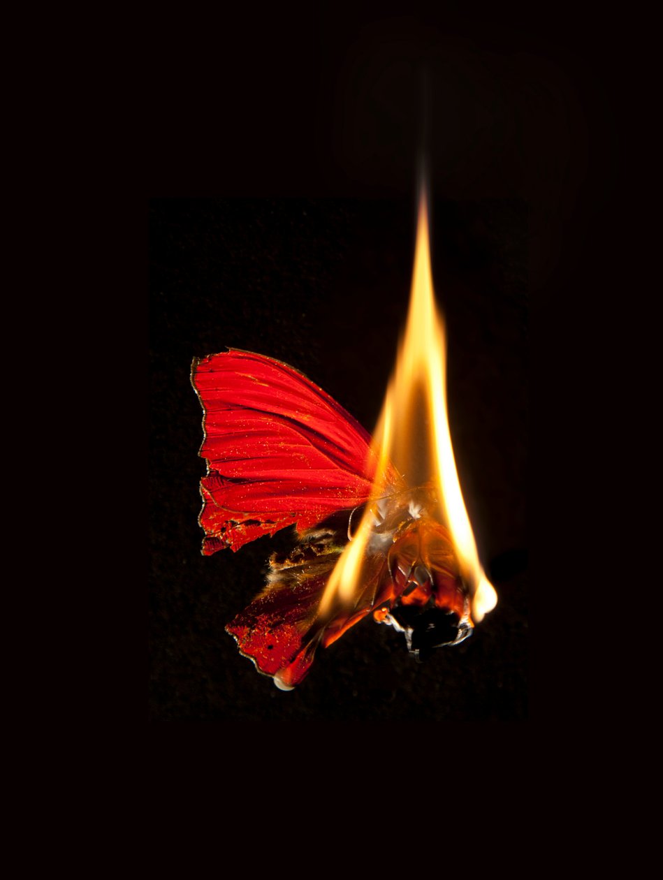 Burning Butterfly 18, 2013 (Lambda print) - Mat Collishaw