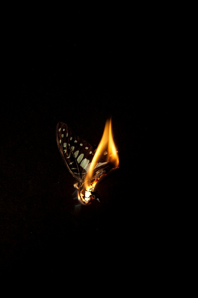 Burning Butterfly 1, 2013 (Lambda print) - Mat Collishaw