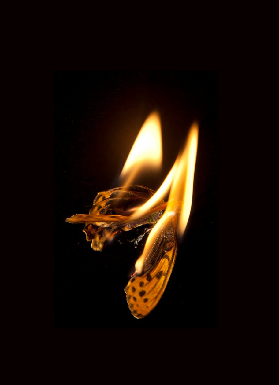Burning Butterfly 20, 2013 (Lambda print) - Mat Collishaw