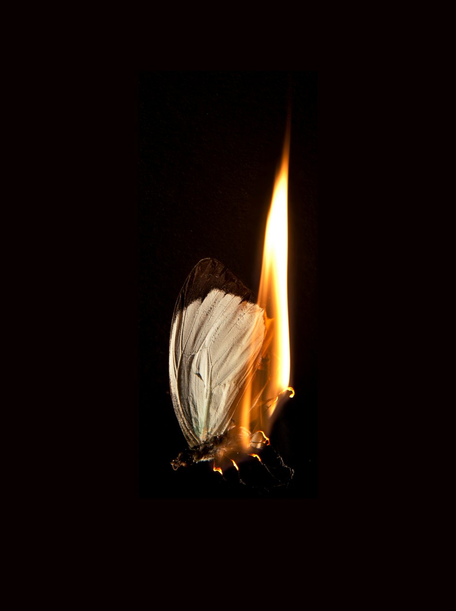 Burning Butterfly 2, 2013 (Lambda print) - Mat Collishaw