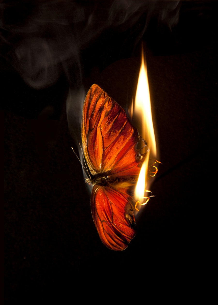 Burning Butterfly 4, 2013 (Lambda print) - Mat Collishaw