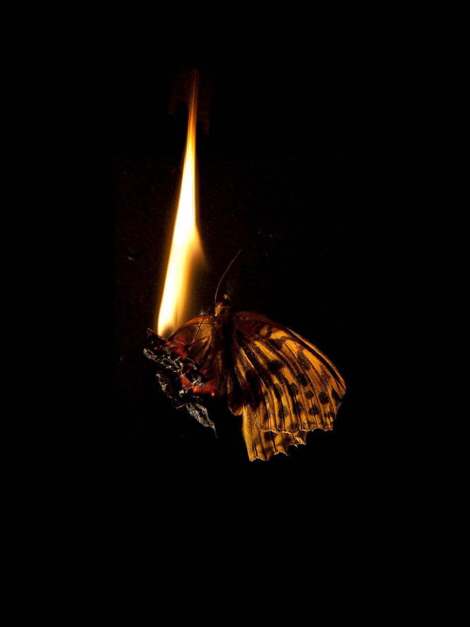 Burning Butterfly 6, 2013 (Lambda print) - Mat Collishaw