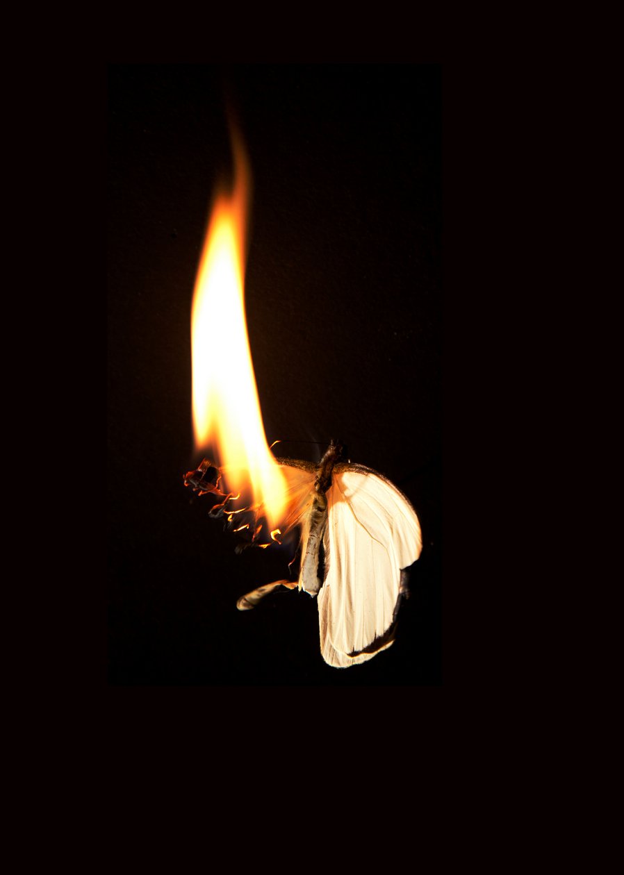 Burning Butterfly 7, 2013 (Lambda print) - Mat Collishaw