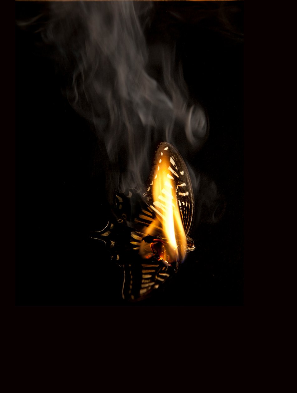 Burning Butterfly 9, 2013 (Lambda print) - Mat Collishaw