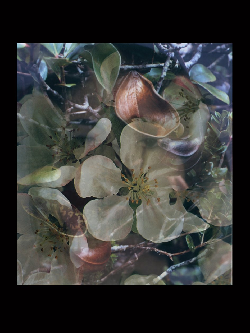 Flesheaters 5 - Mat Collishaw