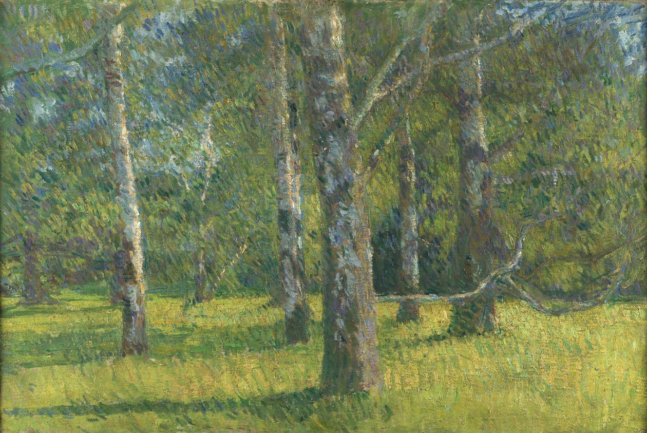 Bouleaux à Laxenburg - Matija Jama