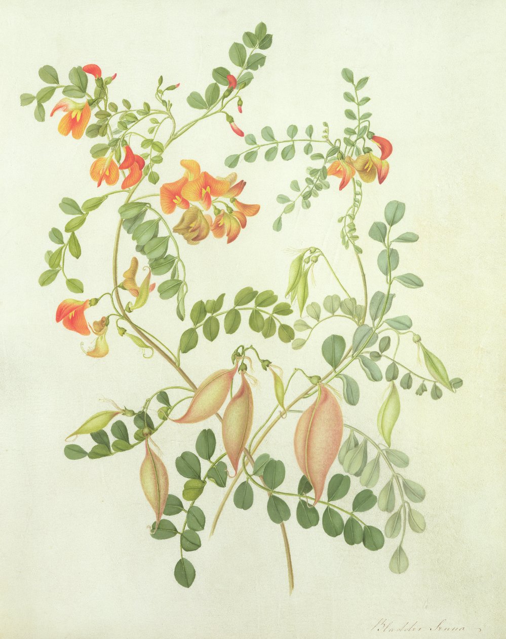 Colutea Arborescens Media - Matilda Conyers