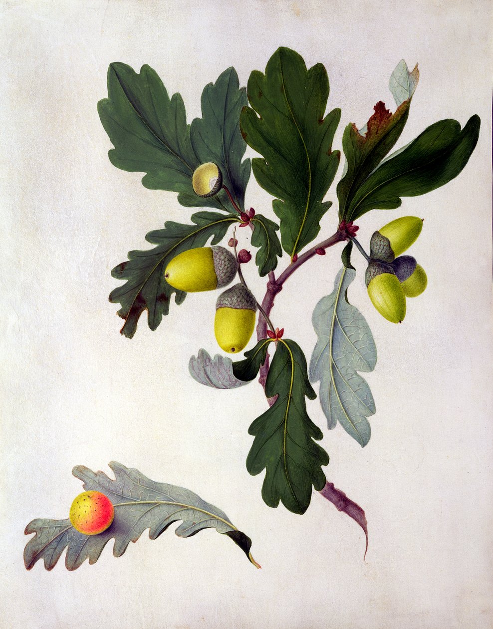 Quercus - Matilda Conyers