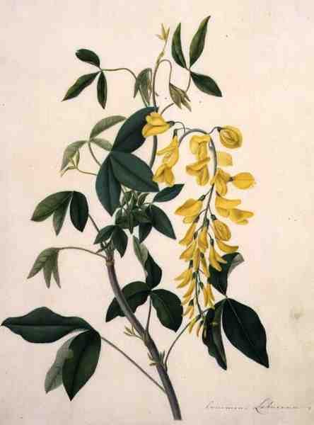 Laburnum Anagyroides - Matilda Conyers