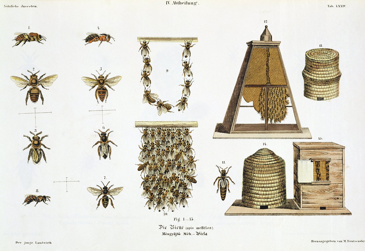 Abeilles et apiculture, de 