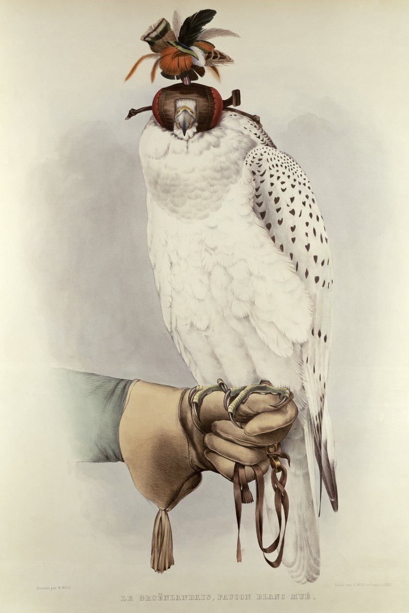 Le Groenlandais, Faucon Blanc Mue, du Traité de fauconnerie par H. Schlegel & A.H. Verster de Wulverhorst, 1844-53 - Mattias Wolf