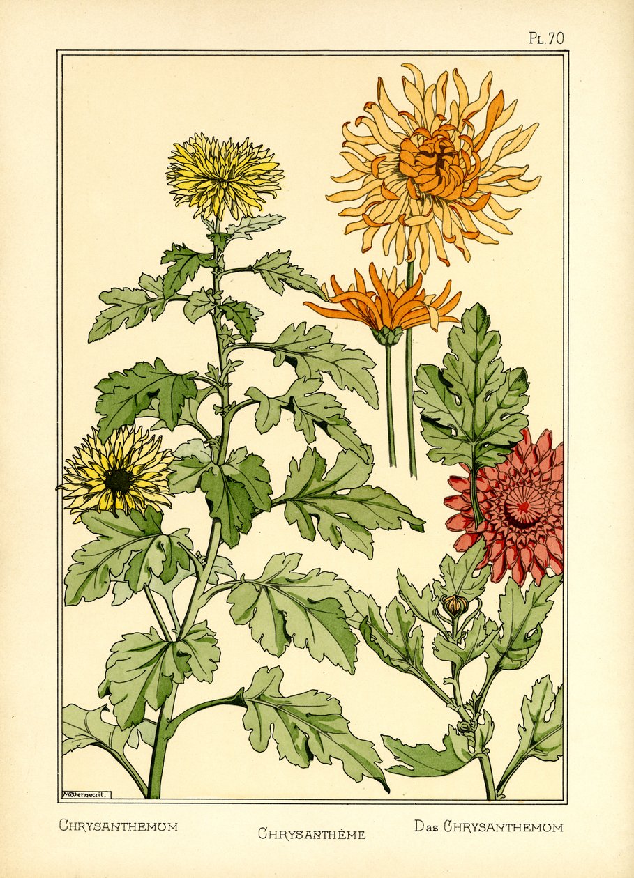 Le Chrysanthème - Maurice Pillard Verneuil