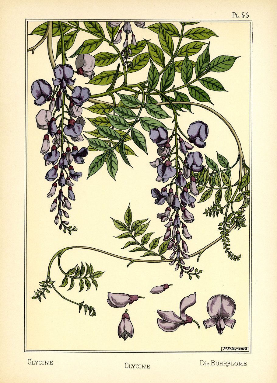 La Glycine - Maurice Pillard Verneuil