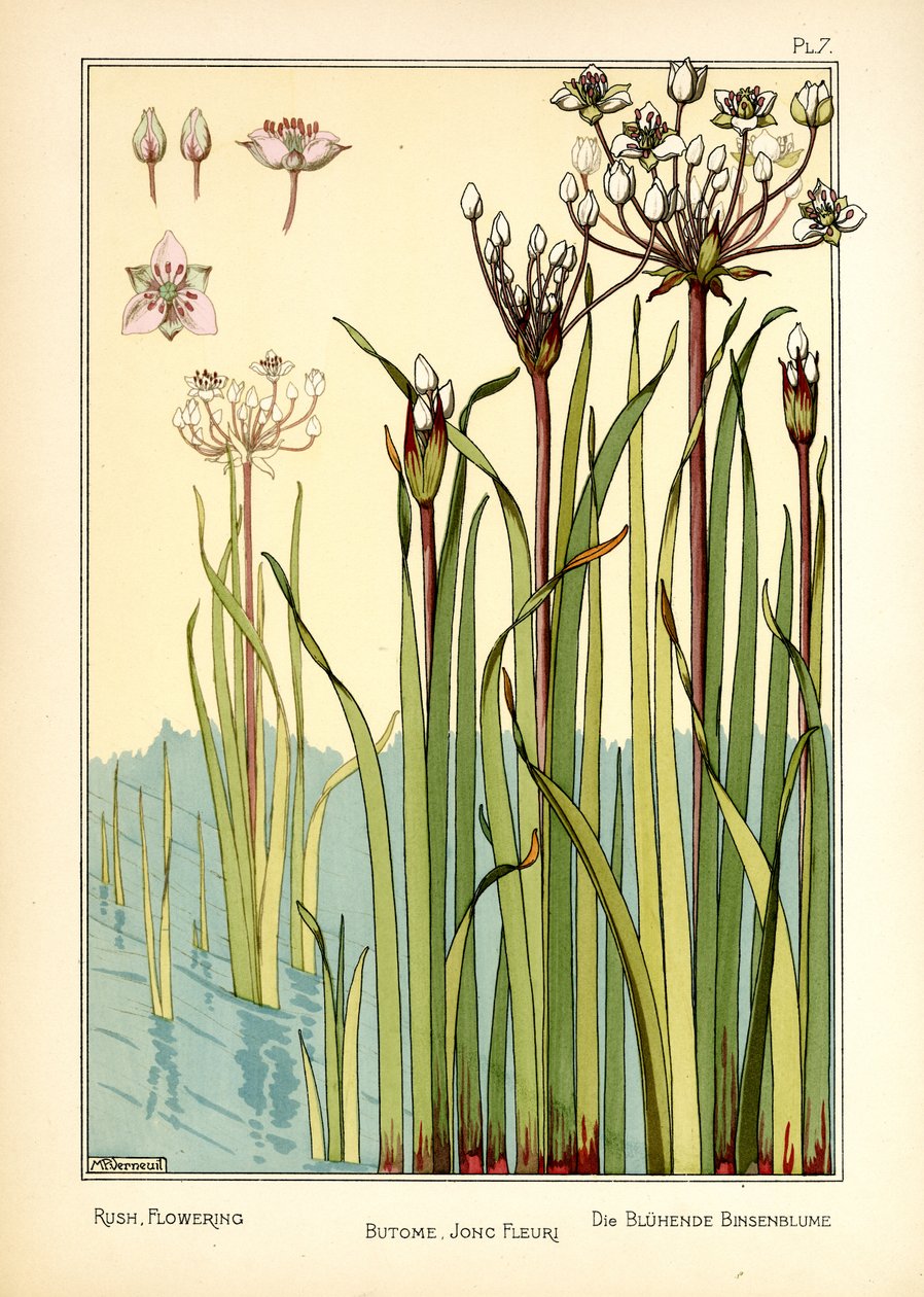 La floraison du rush - Maurice Pillard Verneuil