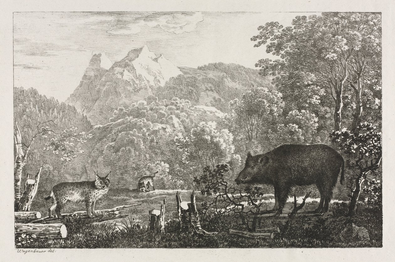 Sanglier, Chat sauvage et Lynx, 1807 - Maximilian Josef Wagenbauer