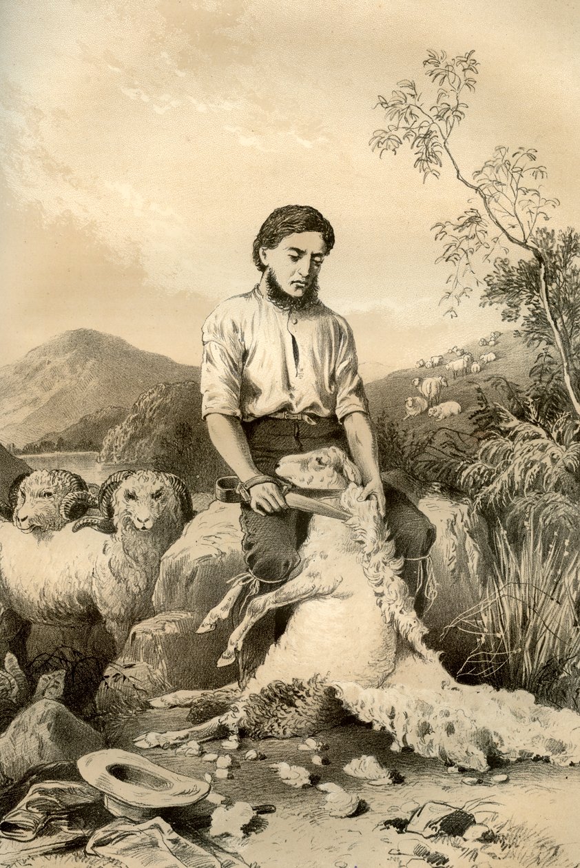 Tonte des moutons, 1879 - McFarlane and Erskine