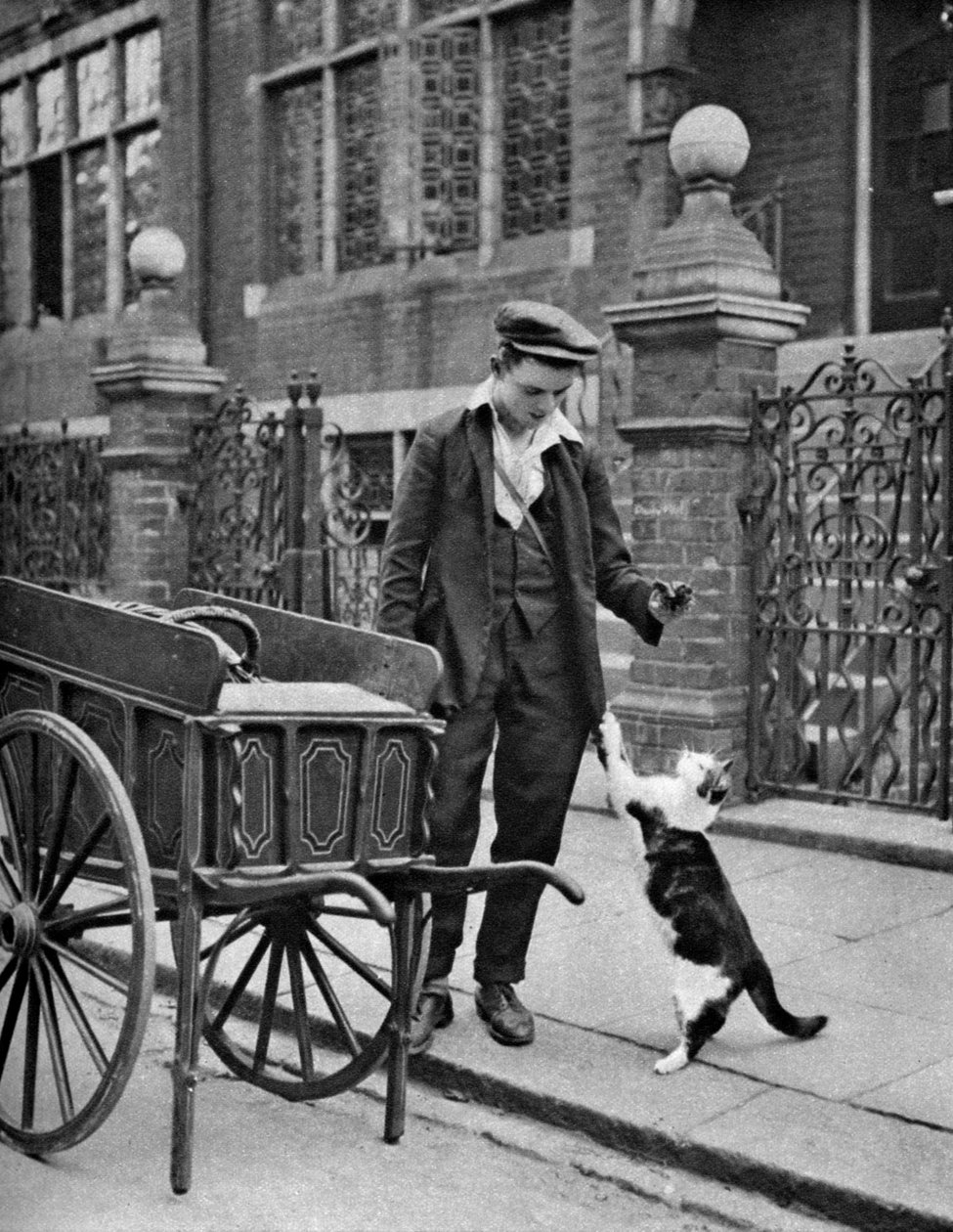 Marchand de viande pour chats, Londres, 1926-1927 - McLeish