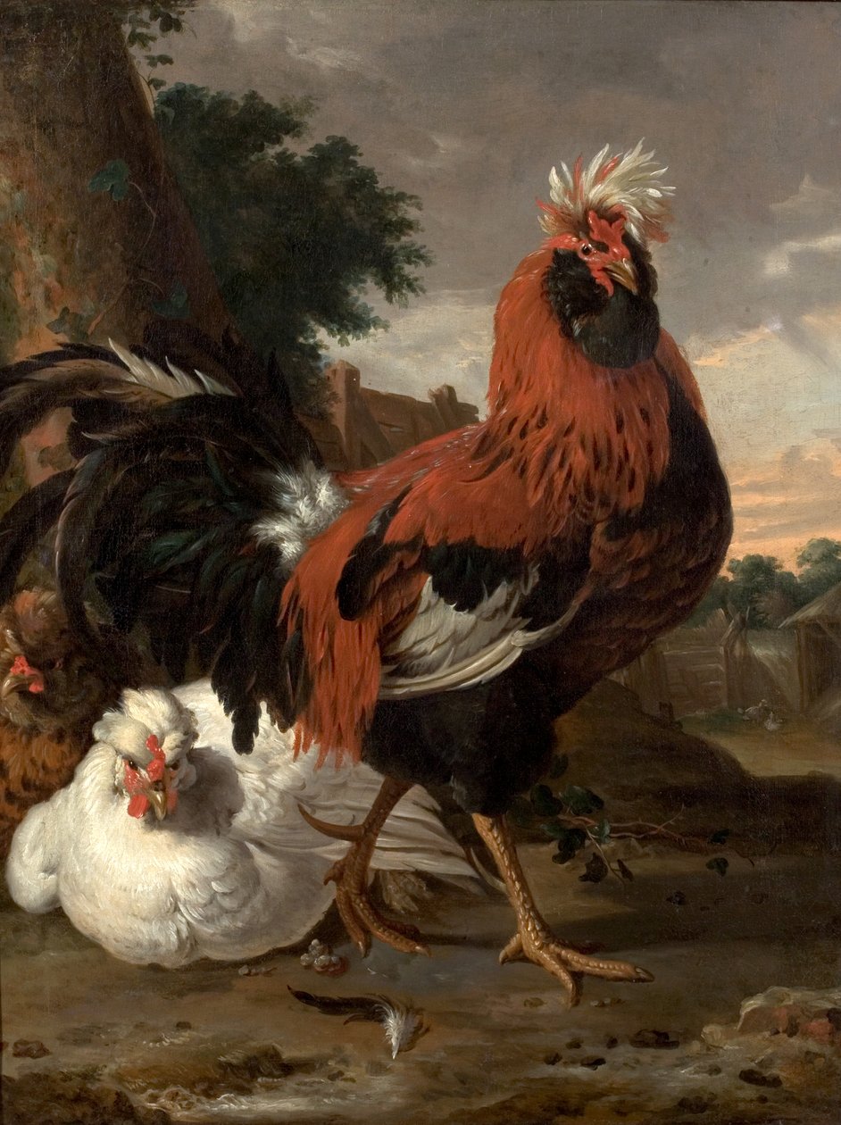 Volaille - Melchior de Hondecoeter