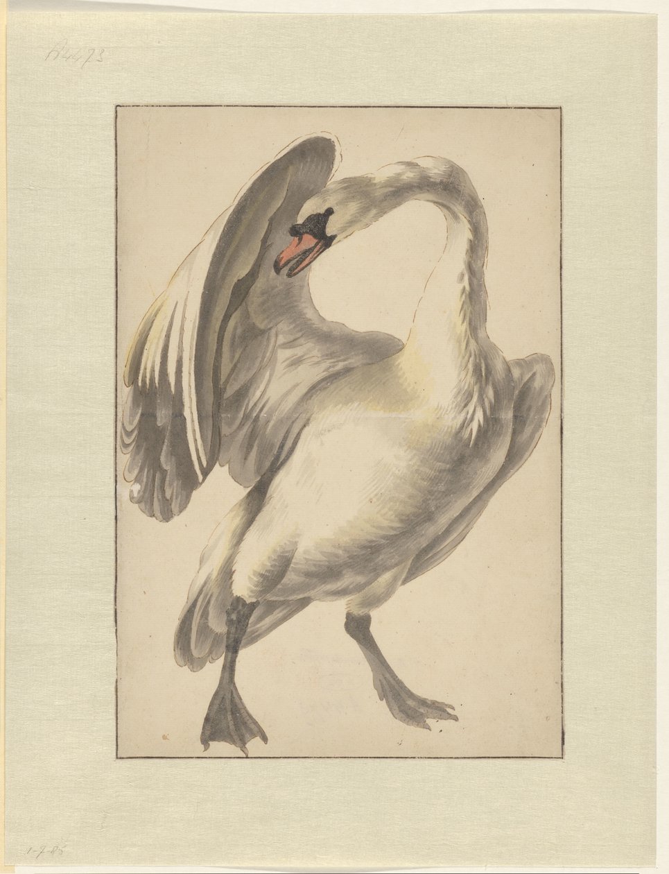 Cygne blanc apprivoisé - Melchior d