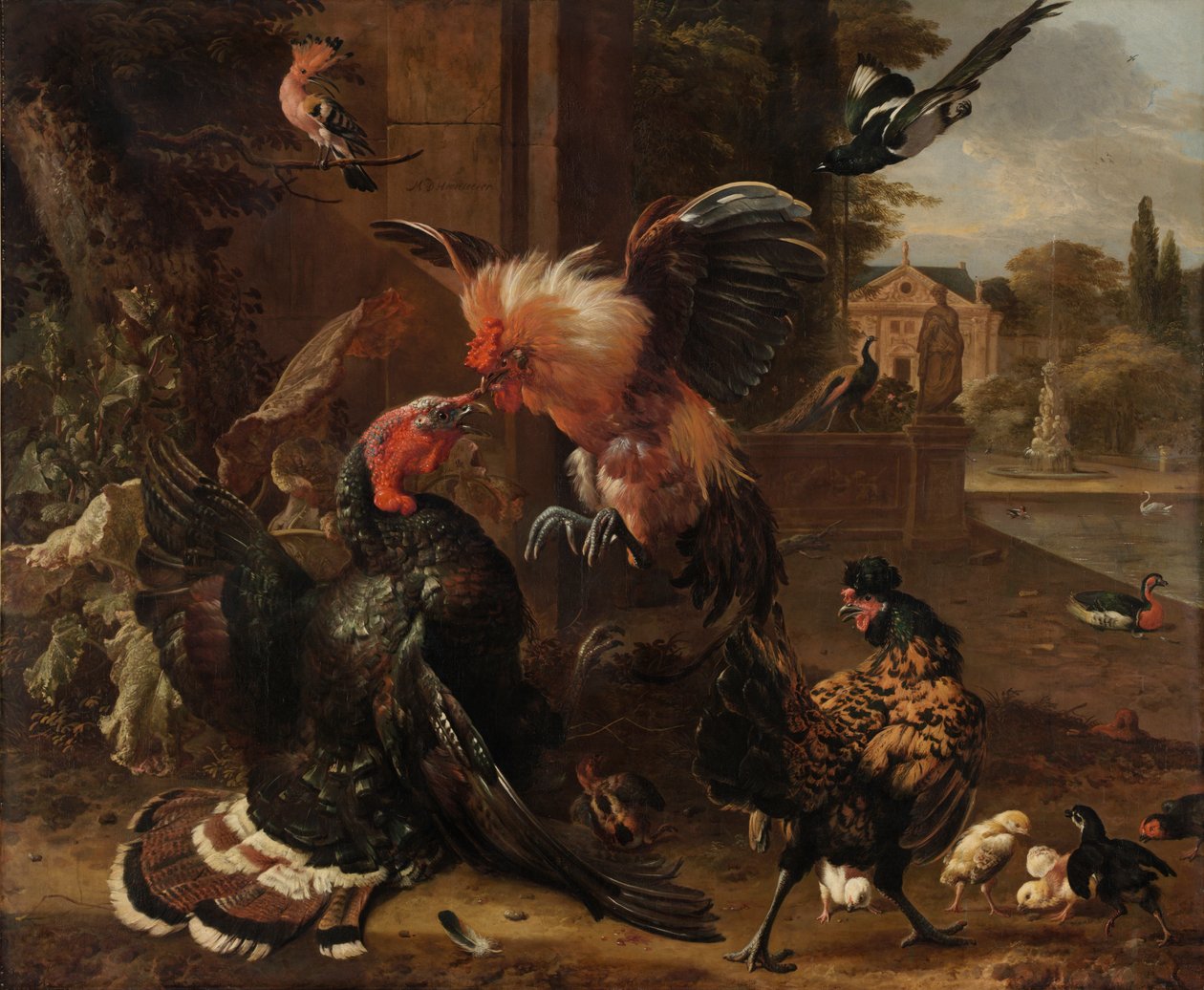 Un coq et une dinde se battant - Melchior de Hondecoeter