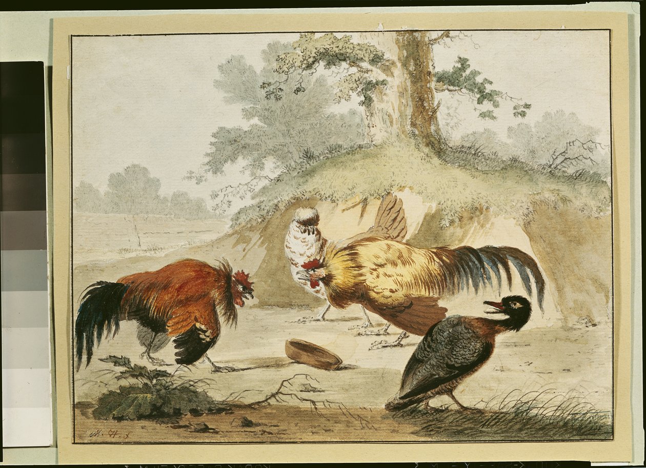 Coqs combattants - Melchior de Hondecoeter