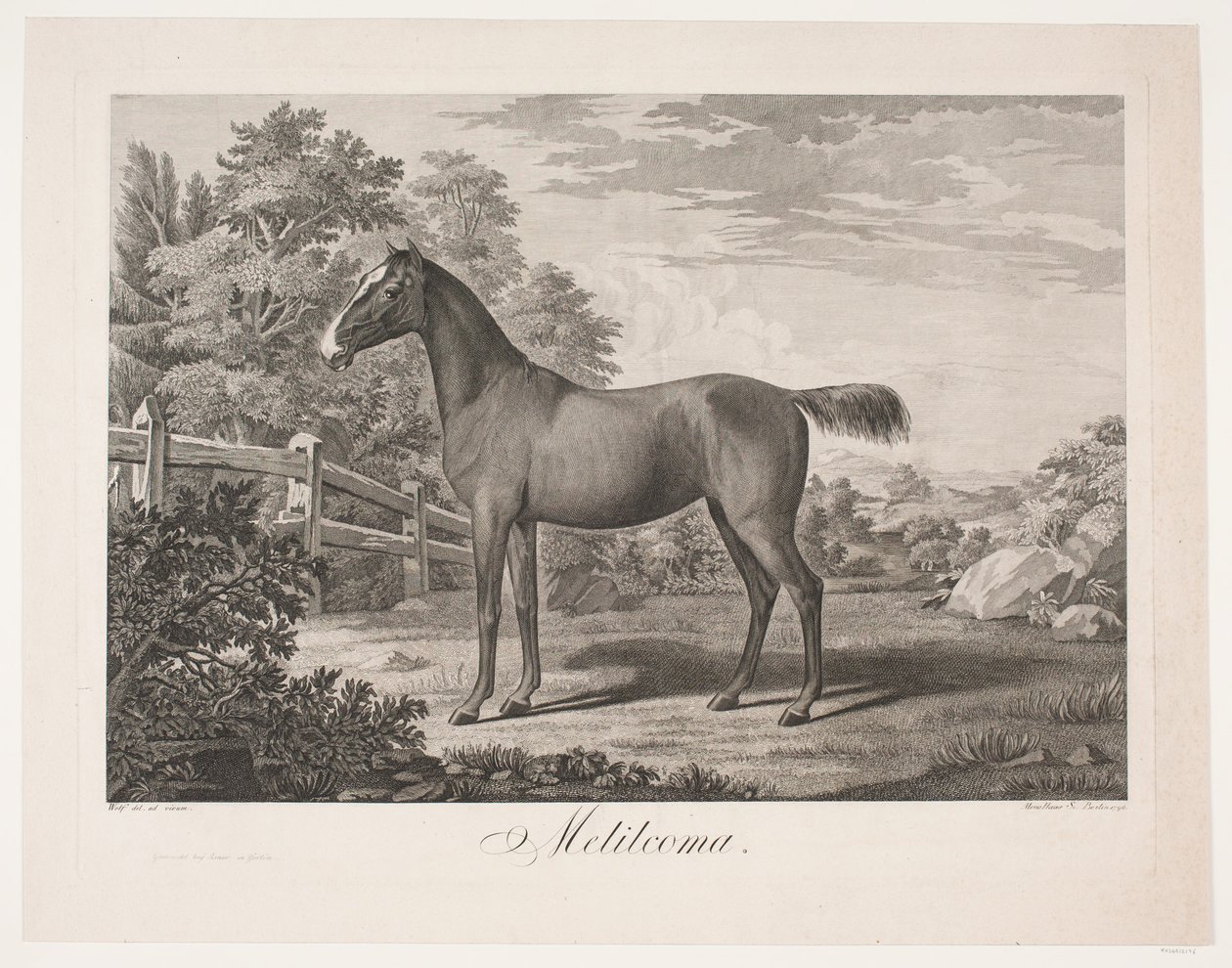 Le cheval "Melilcoma" - Meno Haas