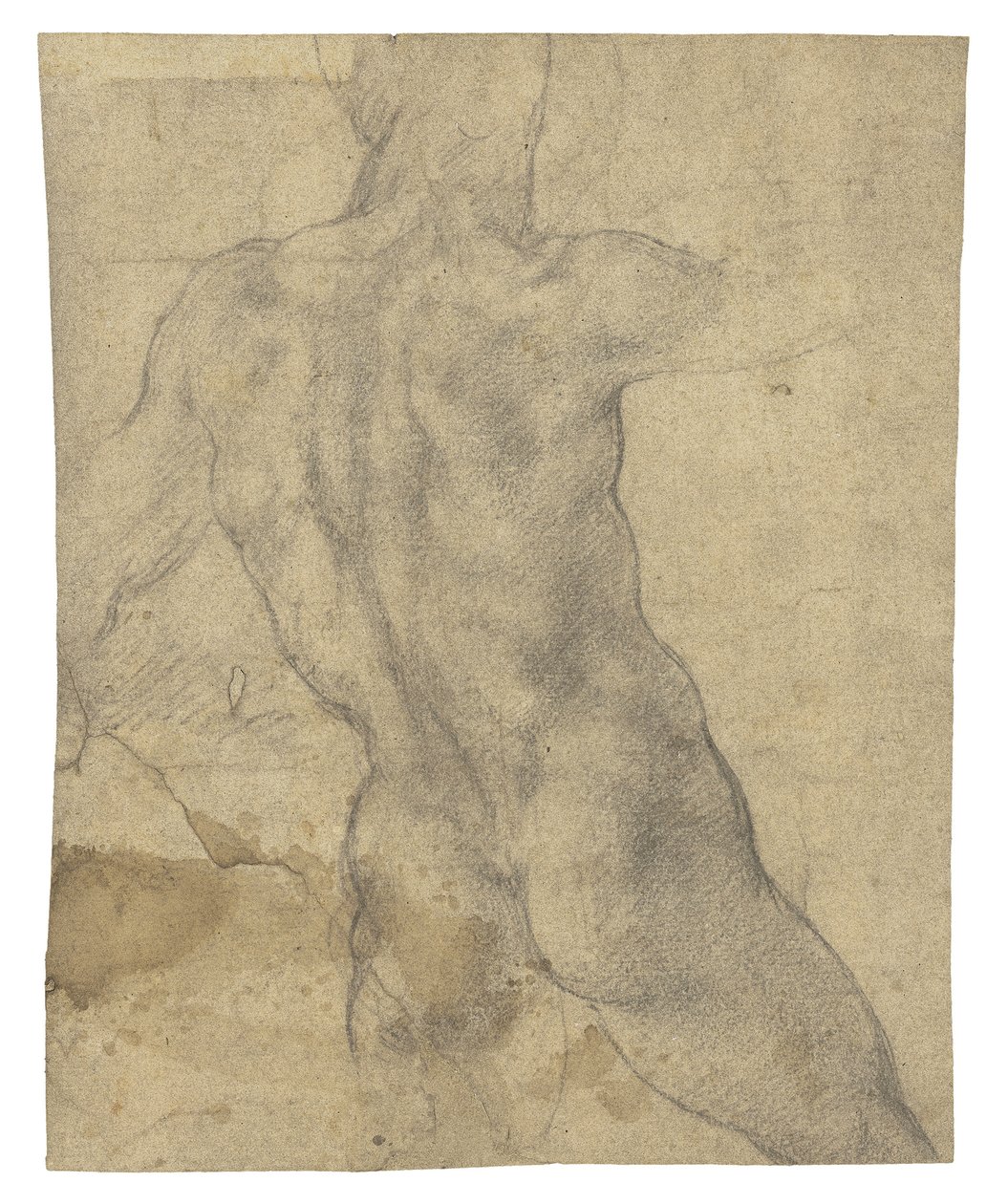Un nu masculin vu de dos - Michelangelo Buonarroti