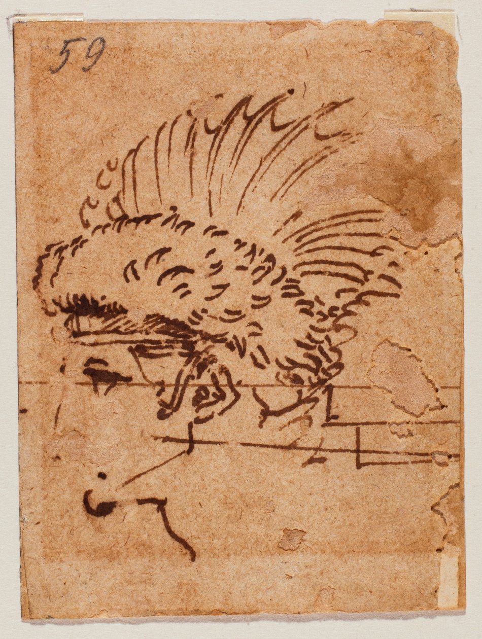 Tête crêtée - Michelangelo Buonarroti