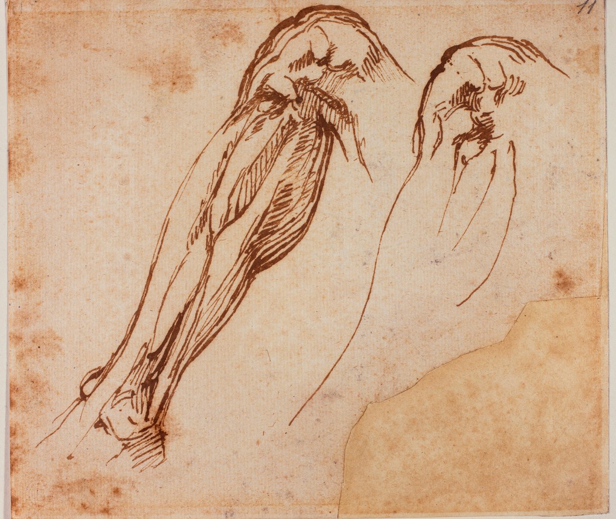 Deux études de jambes - Michelangelo Buonarroti