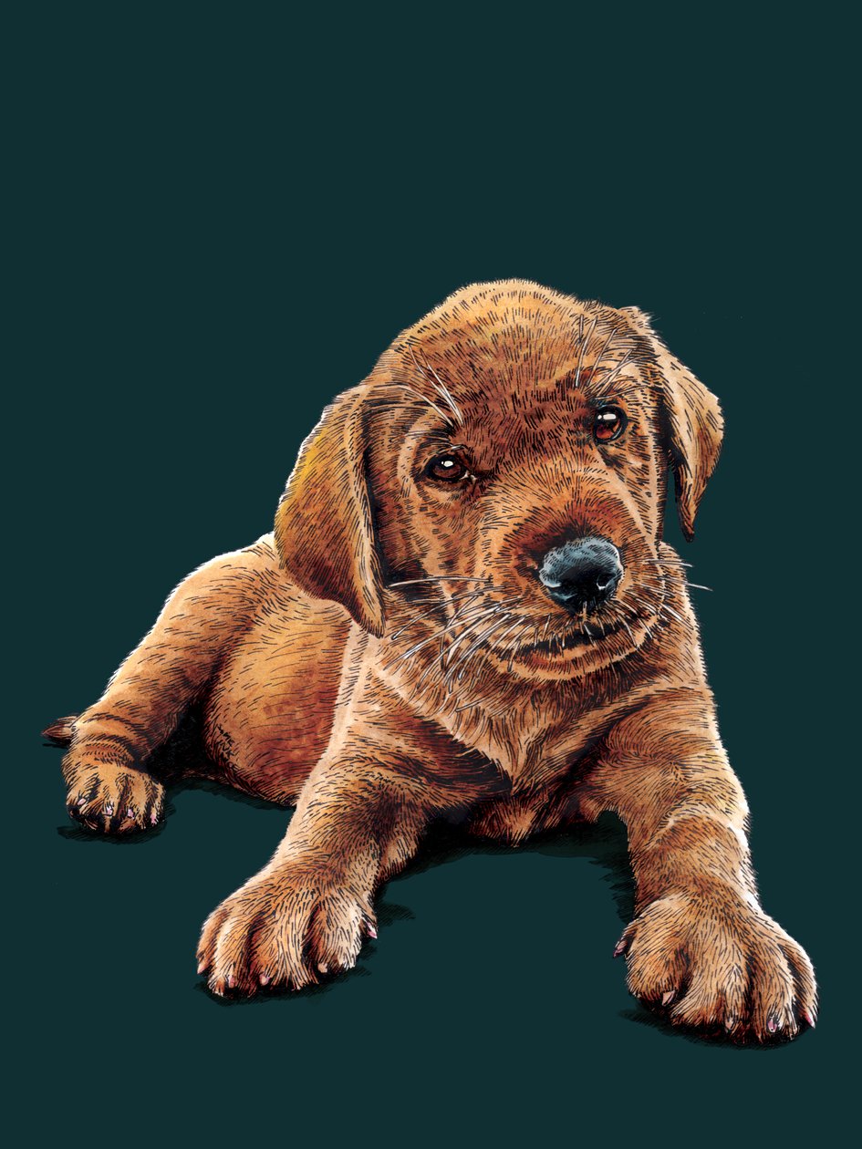 Marge le Chiot sur Cyan Profond - Mike Davis