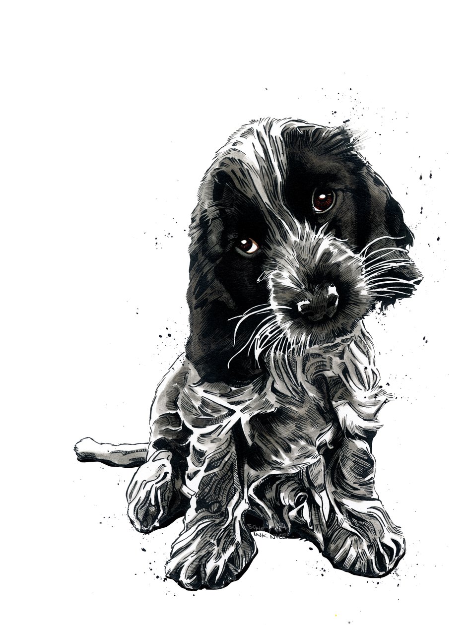 Rosie Le Cocker Spaniel sur Blanc, 2019 - Mike Davis
