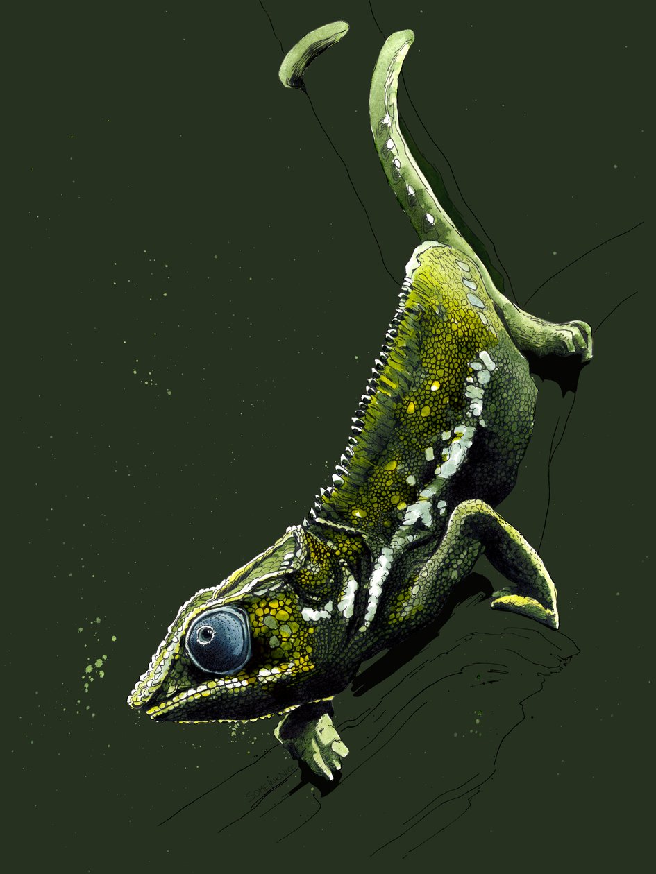 Le Caméléon sur vert forêt, 2020 - Mike Davis
